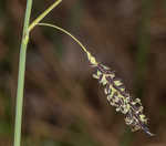 Barratt's sedge